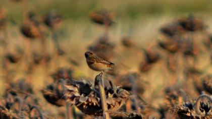 Whinchat