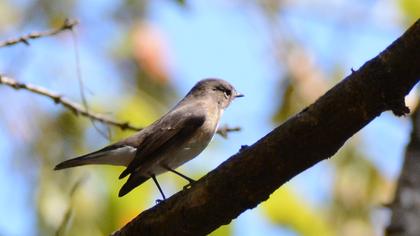 Red-breasted Flycatcher
