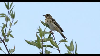 Tree Pipit