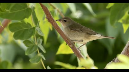 Garden Warbler