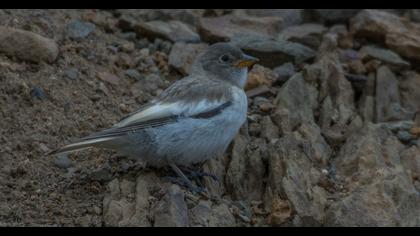 White-winged Snowfinch