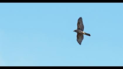 Northern Goshawk