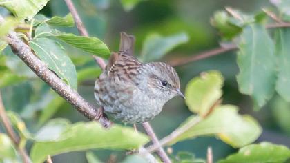 Dunnock