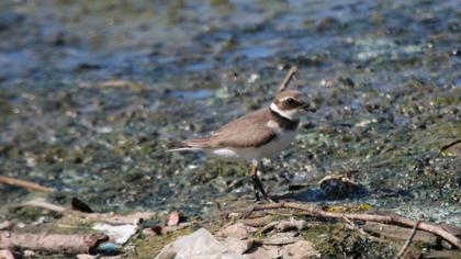 Common Ringed Plover