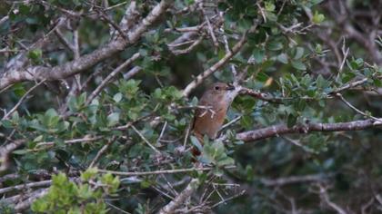 Common Redstart