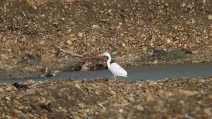 Great Egret