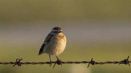 Whinchat