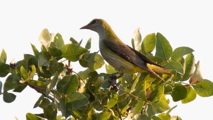 Eurasian Golden Oriole