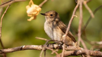 Spotted Flycatcher