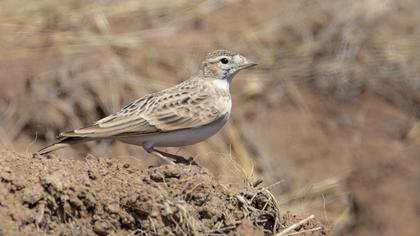 Eurasian Skylark