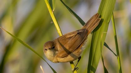 Eurasian Reed Warbler