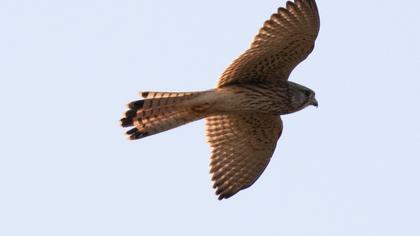 Common Kestrel