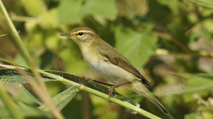 Willow Warbler