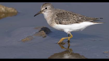 Temminck`s Stint