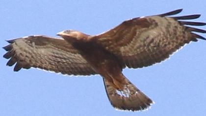 European Honey Buzzard