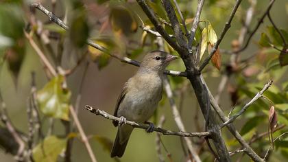 Garden Warbler
