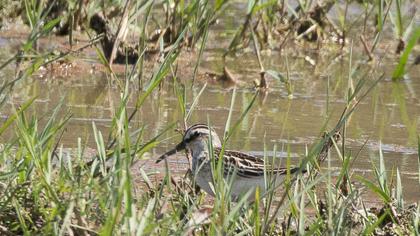 Broad-billed Sandpiper