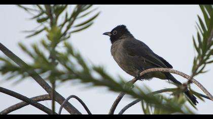 White-spectacled Bulbul