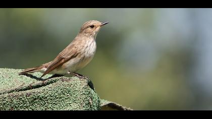 Spotted Flycatcher