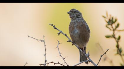 Rock Bunting