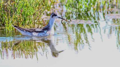 Red-necked Phalarope