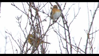Brambling