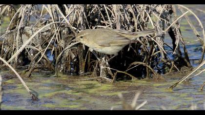 Common Chiffchaff