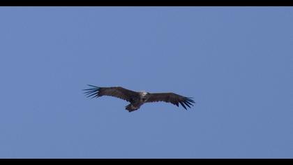 Cinereous Vulture