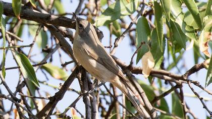 Lesser Whitethroat