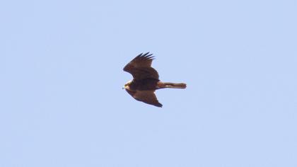 Western Marsh Harrier