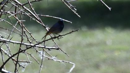 Black Redstart