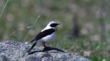 Black-eared Wheatear