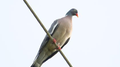 Common Wood Pigeon