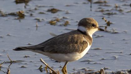 Little Ringed Plover