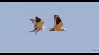 Black-winged Kite