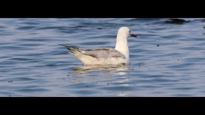 Slender-billed Gull