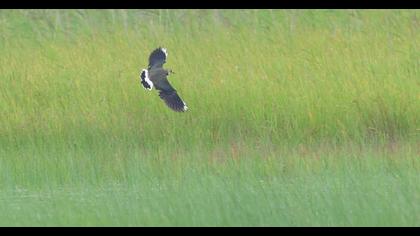 Northern Lapwing