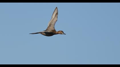 Common Pochard