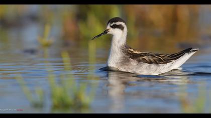 Red-necked Phalarope