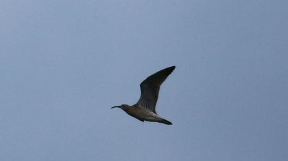 Whimbrel