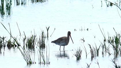 Black-tailed Godwit