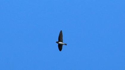 Sand Martin