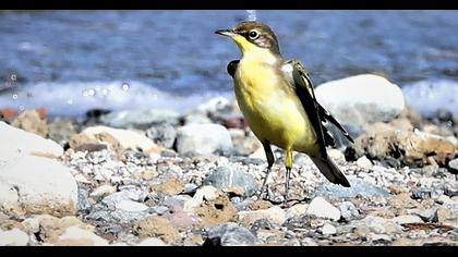 Western Yellow Wagtail