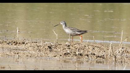 Spotted Redshank