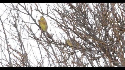 Yellowhammer