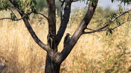 Syrian Woodpecker