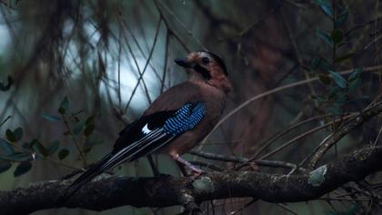 Eurasian Jay