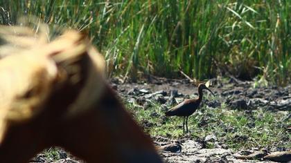 Glossy Ibis