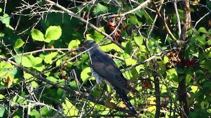 Common Cuckoo