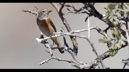 Common Redstart